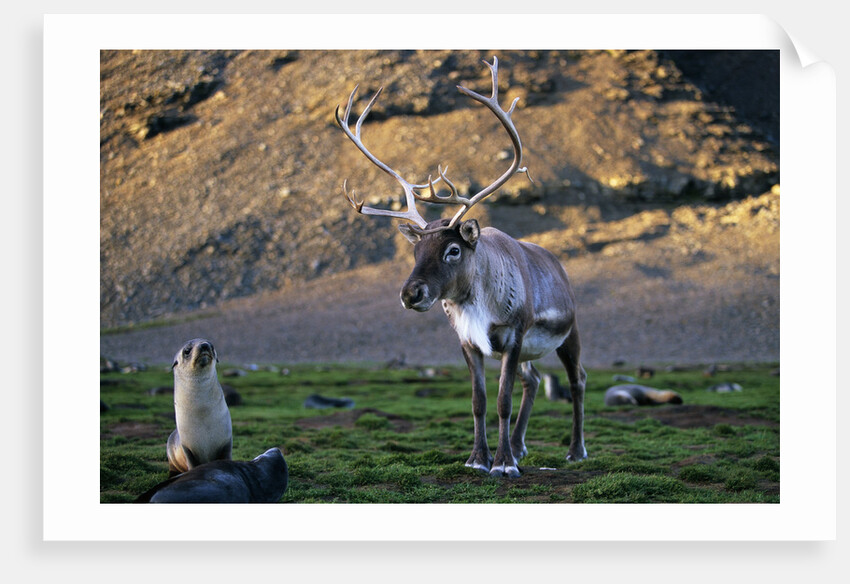 Reindeer Standing with Antarctic Fur Seals by Anonymous