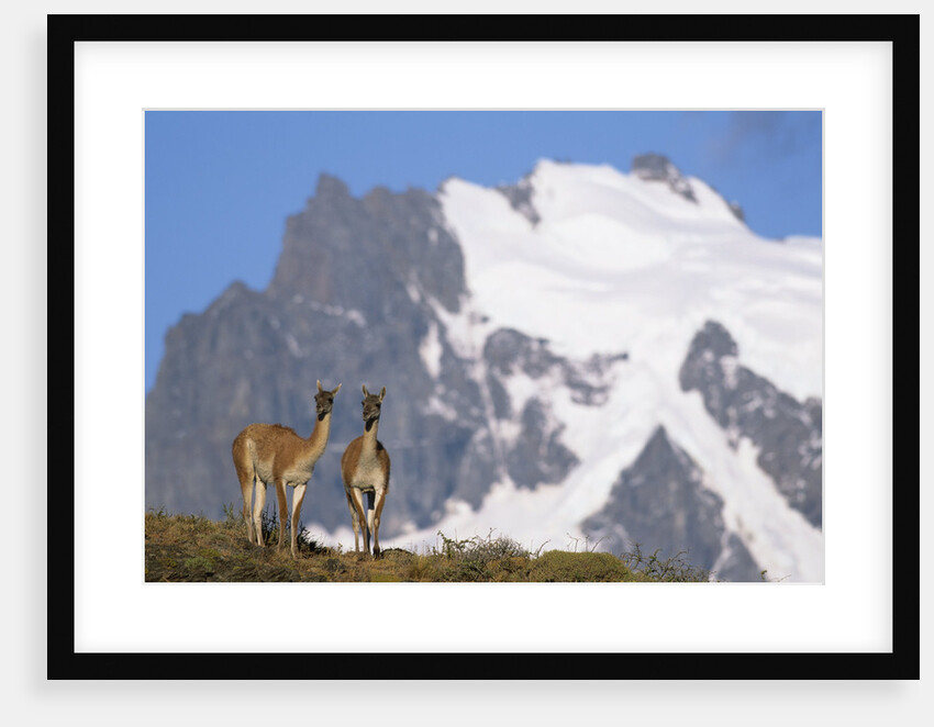 Cerro Paine Grande Rising behind Llamas by Anonymous