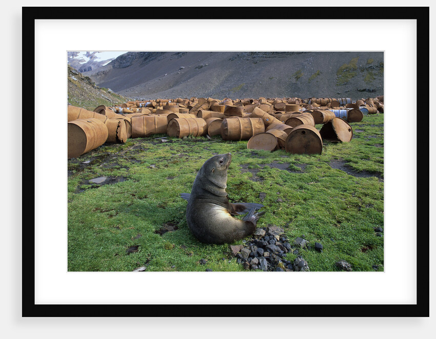 Fur Seal Resting near Rusted Barrels by Anonymous