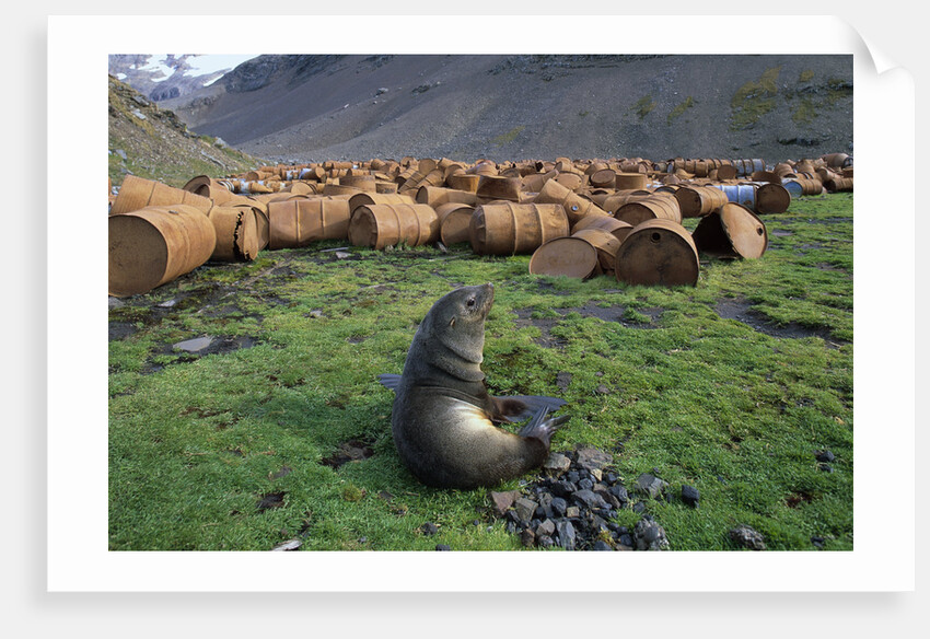 Fur Seal Resting near Rusted Barrels by Anonymous