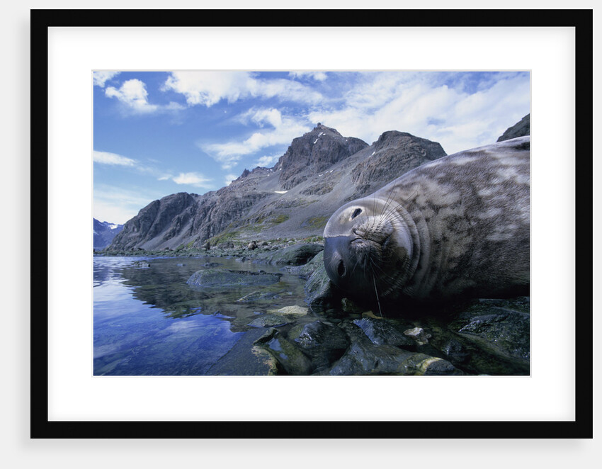 Weddell Seal Resting on Rocks by Anonymous