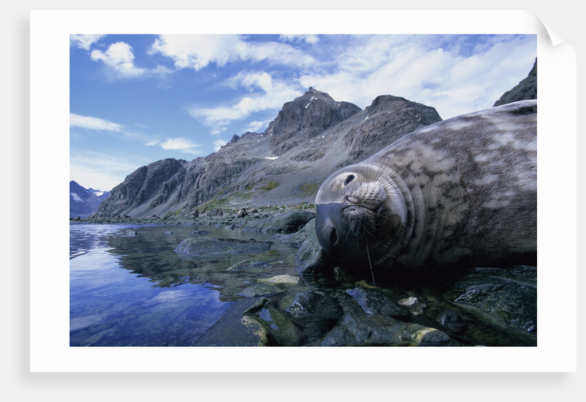 Weddell Seal Resting on Rocks by Anonymous