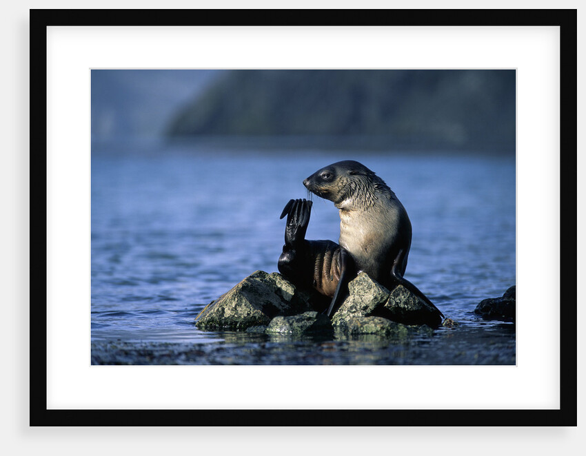 Antarctic Fur Seal Resting on Rock by Anonymous