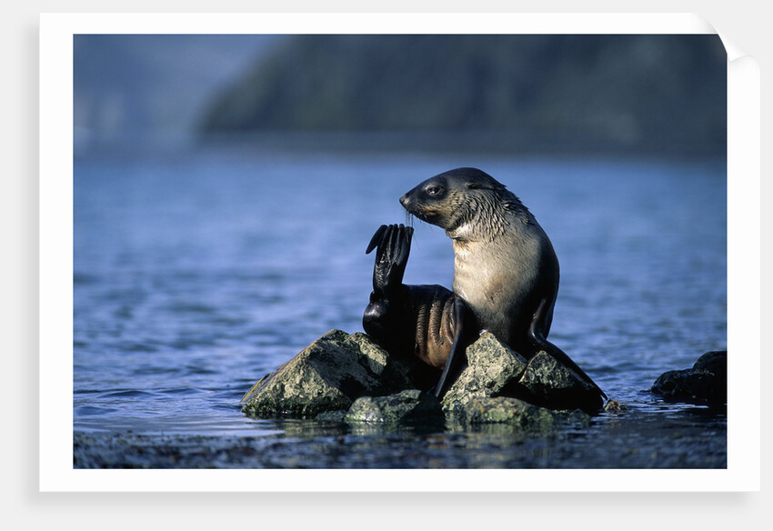 Antarctic Fur Seal Resting on Rock by Anonymous