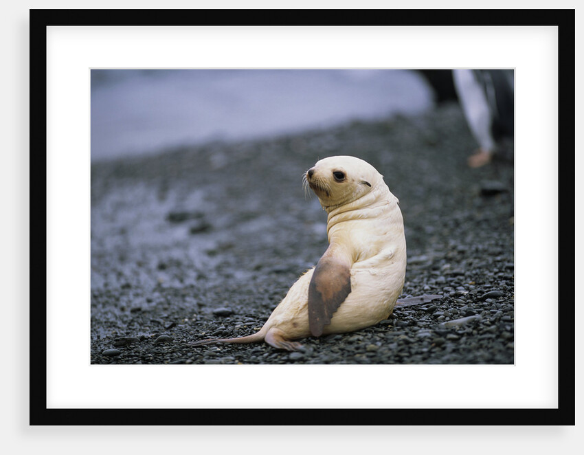 Antarctic Fur Seal Pup by Anonymous