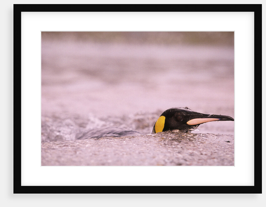 King Penguin Swimming in Tide Pool by Anonymous
