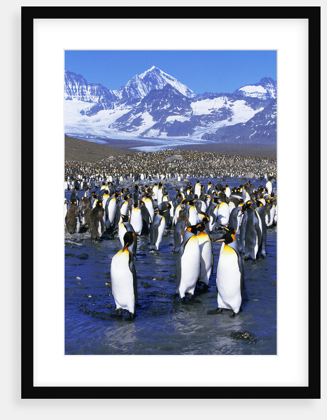 King Penguin Colony by Anonymous
