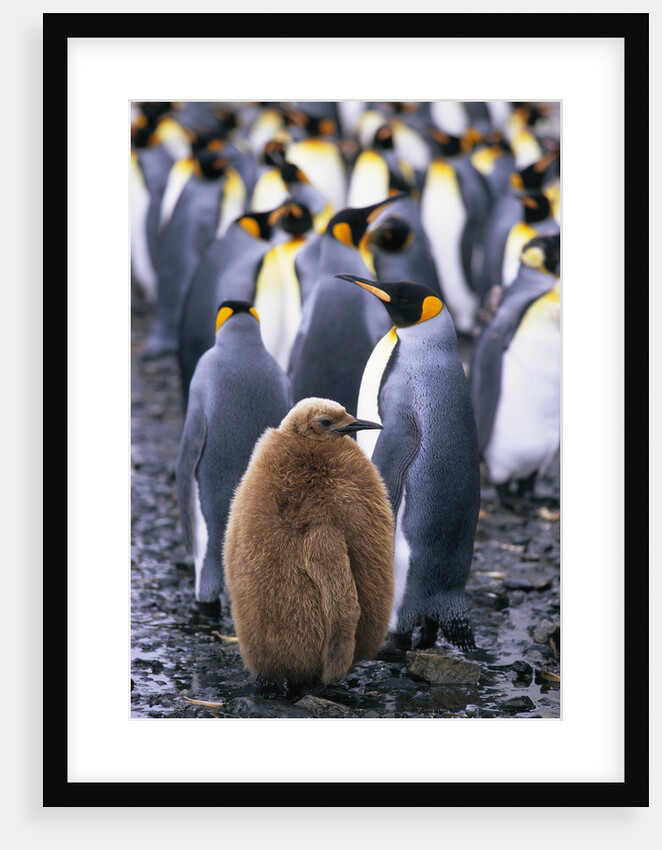 King Penguin Chick Standing with Adults by Anonymous