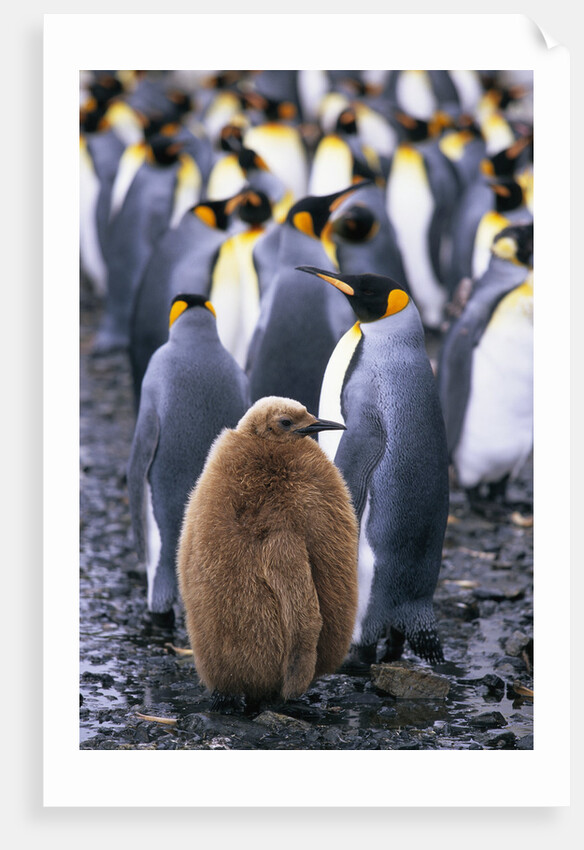King Penguin Chick Standing with Adults by Anonymous