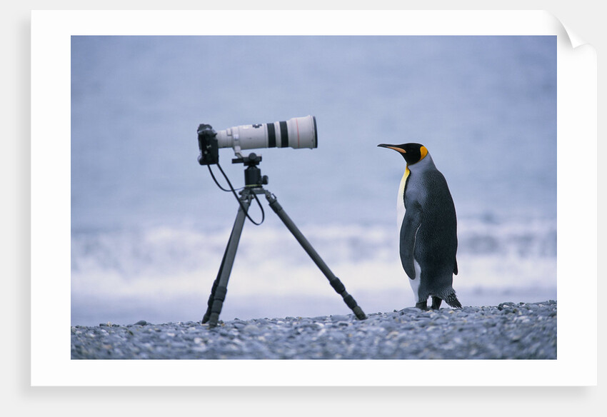 A Curious King Penguin by Anonymous