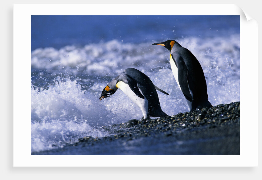 King Penguins Entering Water by Anonymous