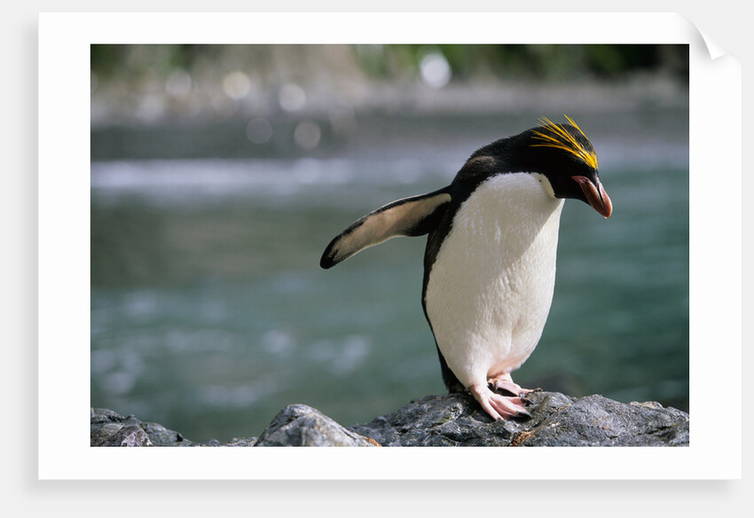 Macaroni Penguin Perching on Rock by Anonymous