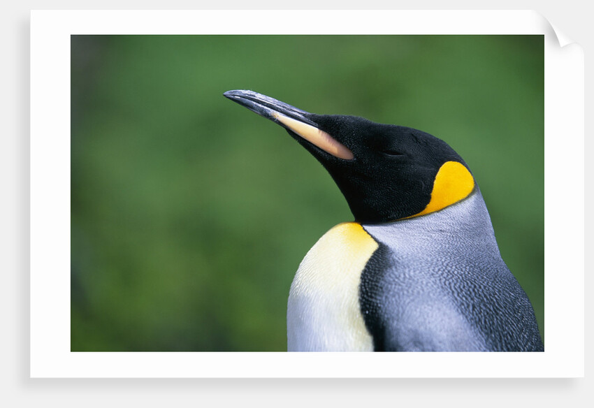 King Penguin Profile by Anonymous