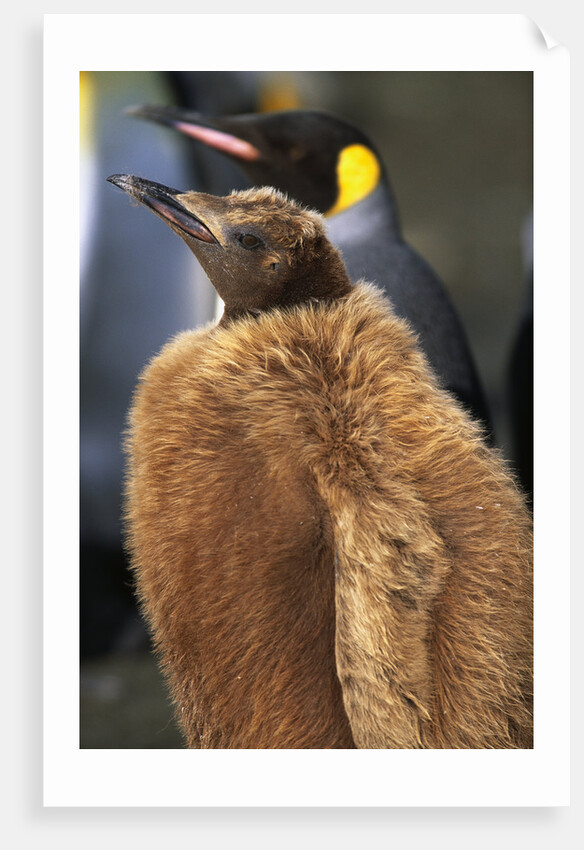 King Penguin Chick by Anonymous
