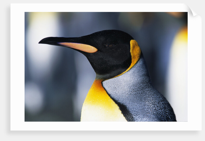King Penguin by Anonymous