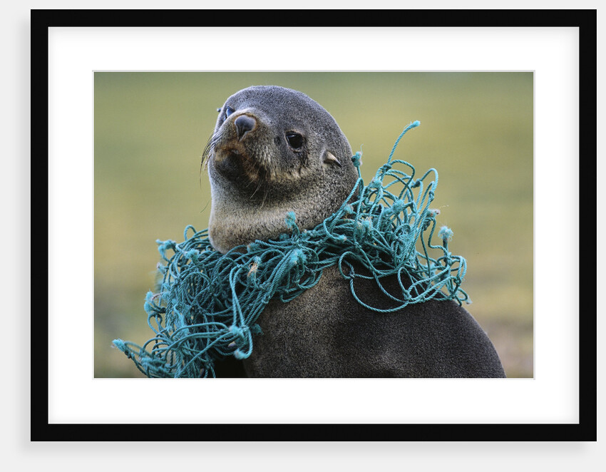Fishing Net Caught around Fur Seal's Neck by Anonymous