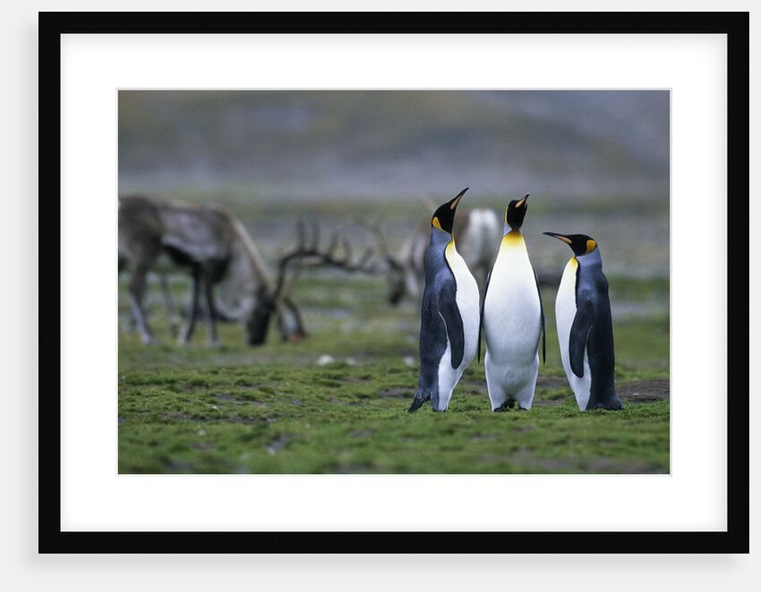Caribou Grazing behind King Penguins by Anonymous