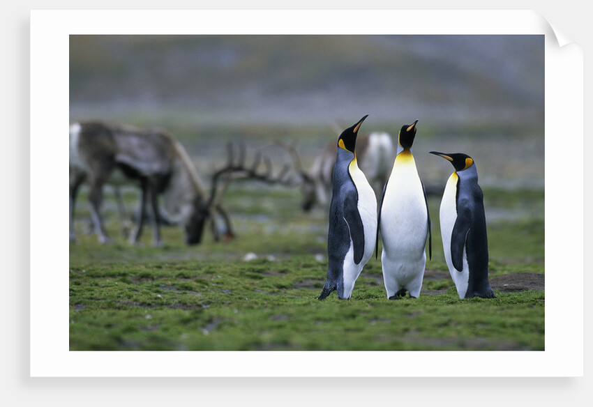 Caribou Grazing behind King Penguins by Anonymous