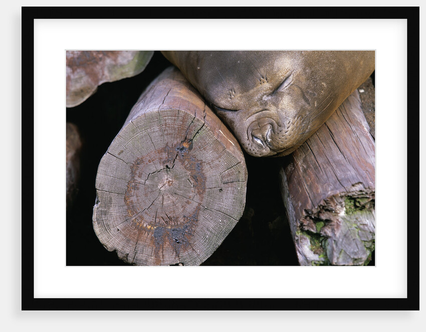 Elephant Seal Sleeping on Log Pile by Anonymous