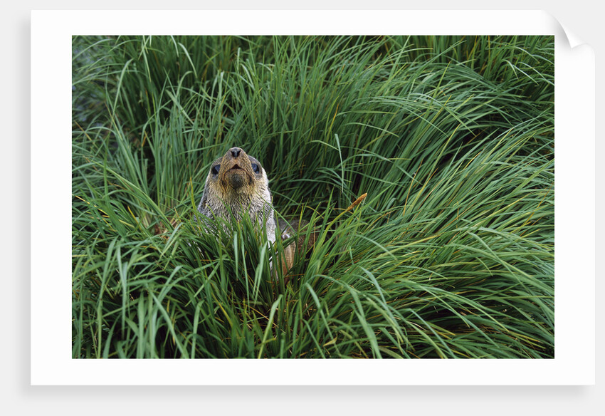Antarctic Fur Seal Sitting in Tussock Grass by Anonymous