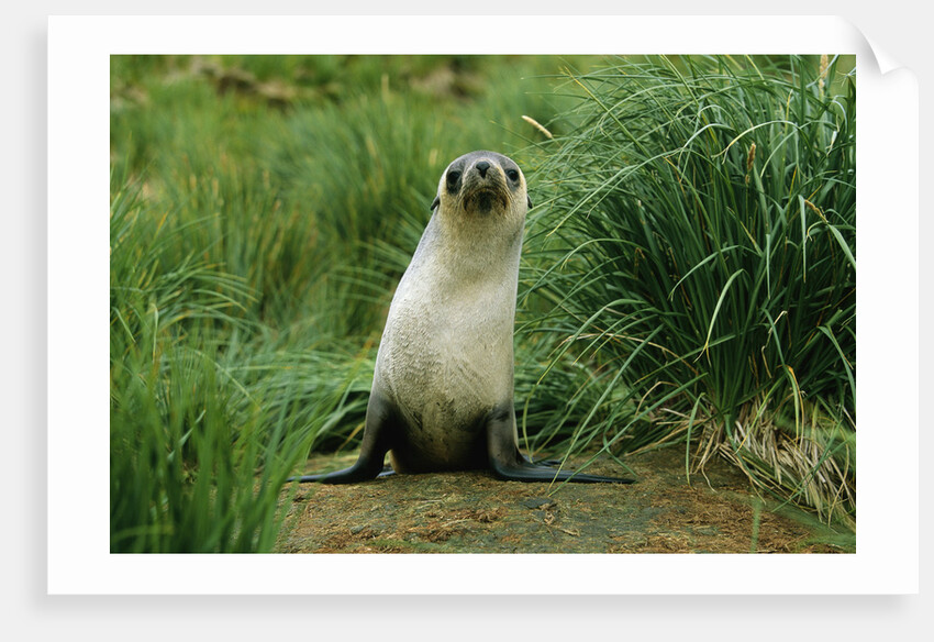 Antarctic Fur Seal Standing by Tussock Grass by Anonymous