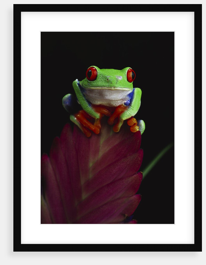 Red-Eyed Tree Frog Perched on Plant by Anonymous
