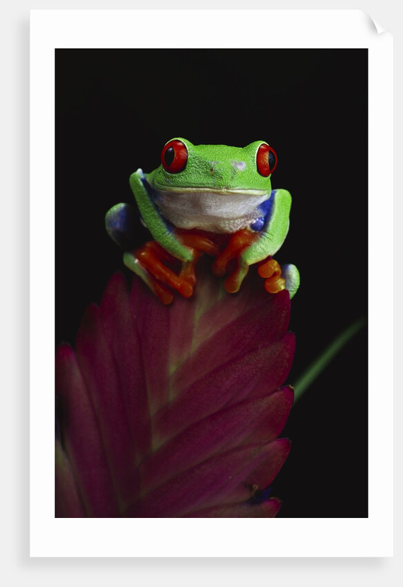 Red-Eyed Tree Frog Perched on Plant by Anonymous