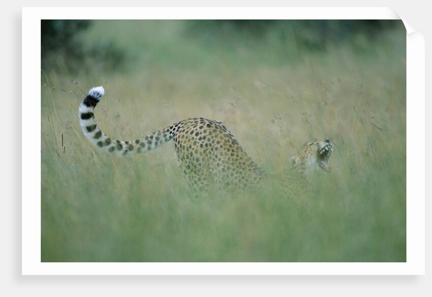 Cheetah Stretching in Tall Grass by Anonymous