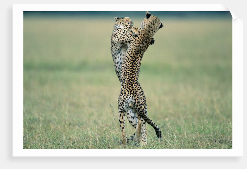 Cheetahs Playing on Savanna by Anonymous