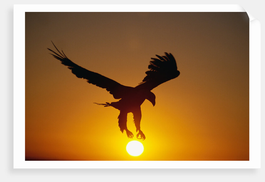 Bald Eagle Flying at Sunrise by Anonymous