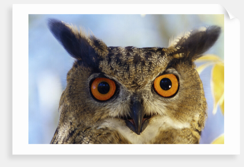 Eurasian Eagle Owl by Anonymous