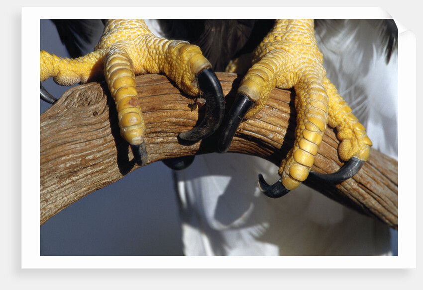 Talons of a Bald Eagle by Anonymous