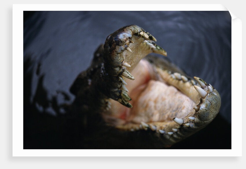 Attacking Saltwater Crocodile by Anonymous