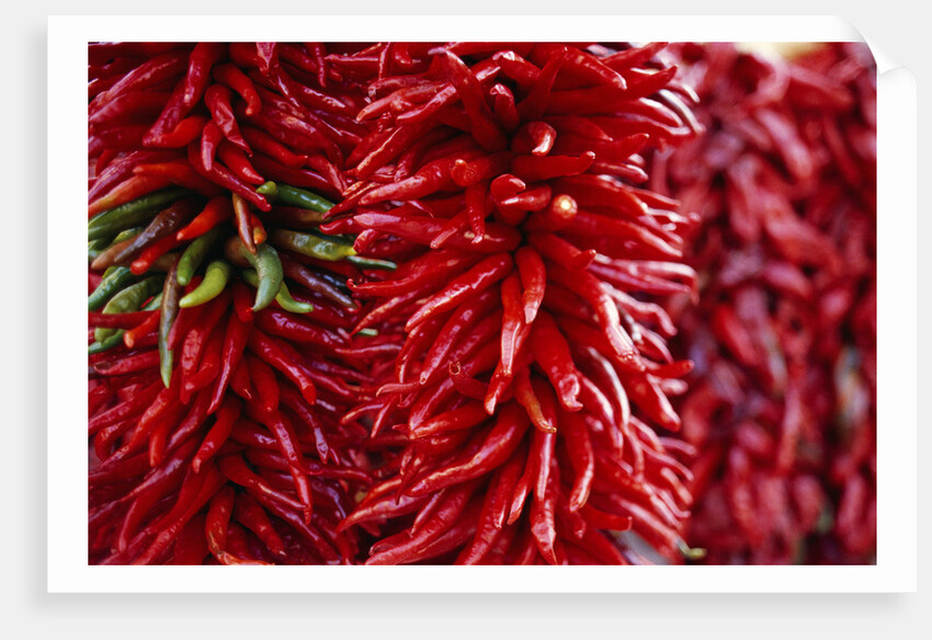 Chili Peppers by Anonymous