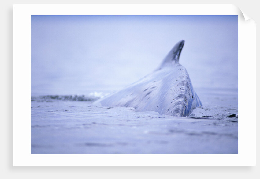Dorsal Fin of Humpback Whale in Frederick Sound by Anonymous