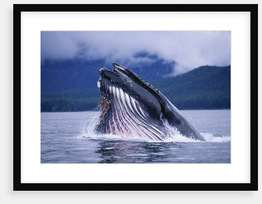 Humpback Whale Feeding in Frederick Sound in Alaska by Anonymous