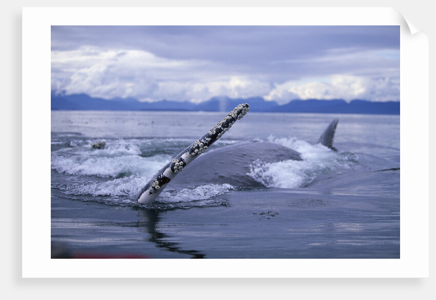 Humpback Whale Raising Pectoral Fin in Frederick Sound by Anonymous