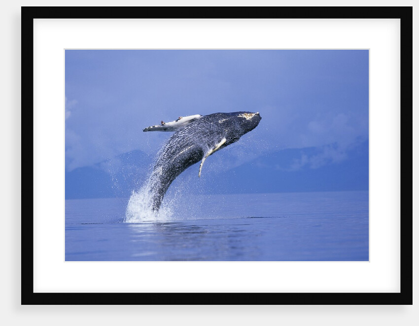 Young Humpback Whale Breaching in Frederick Sound by Anonymous