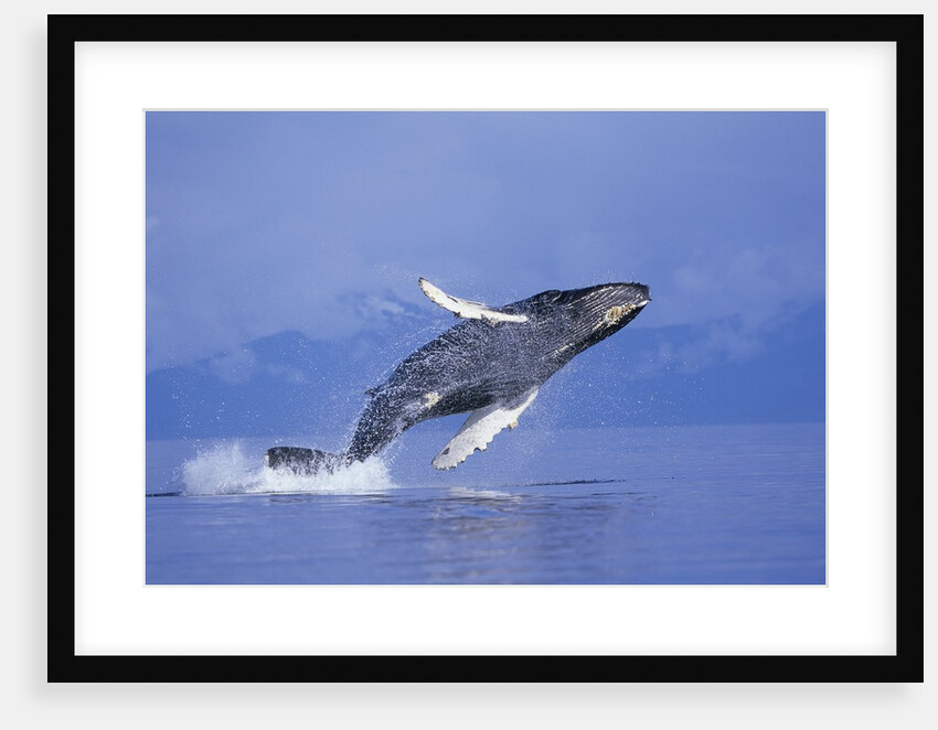 Young Humpback Whale Breaching in Frederick Sound by Anonymous