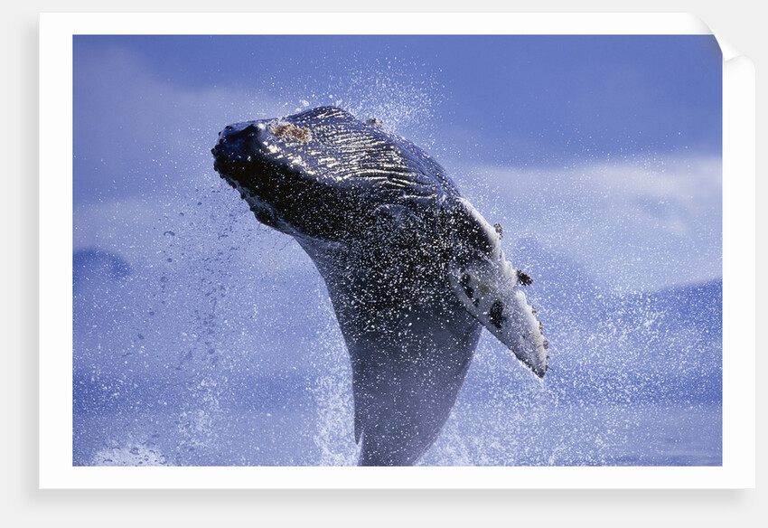 Young Humpback Whale Breaching in Frederick Sound by Anonymous