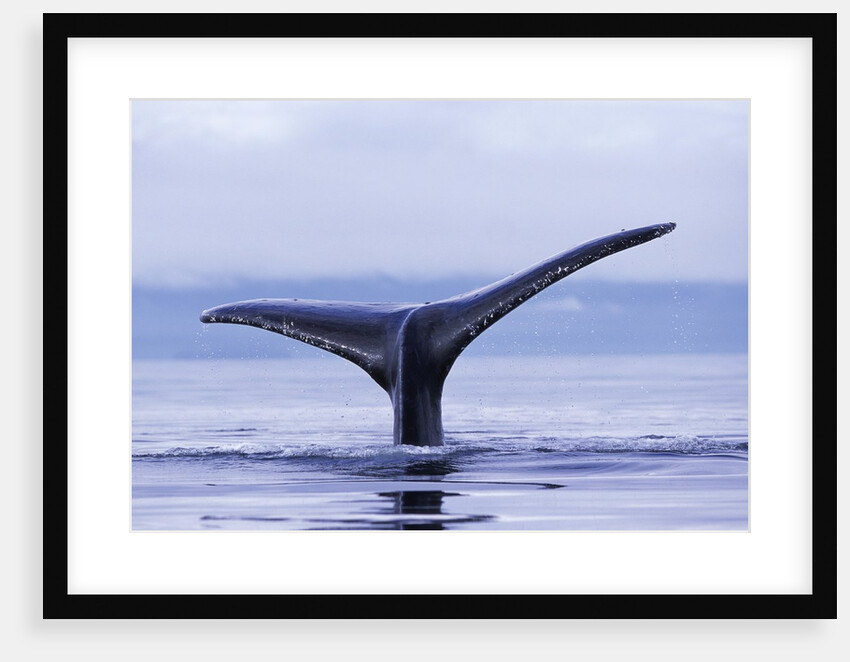 Tail Fin of Humpback Whale Sounding in Frederick Sound by Anonymous