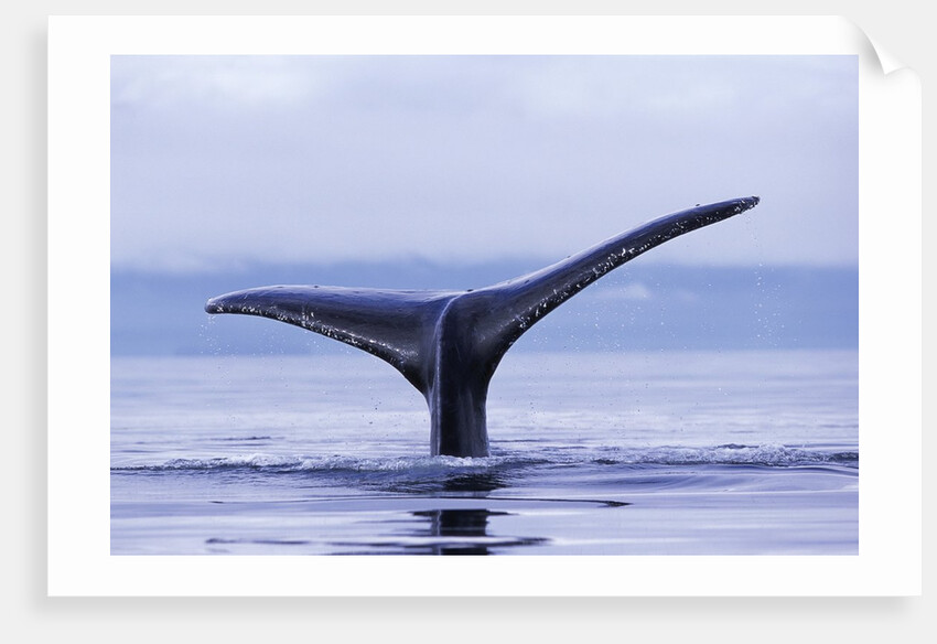 Tail Fin of Humpback Whale Sounding in Frederick Sound by Anonymous