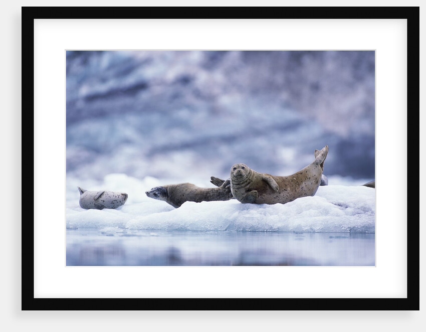 Harbor Seals on Iceberg in Glacier Bay National Park by Anonymous