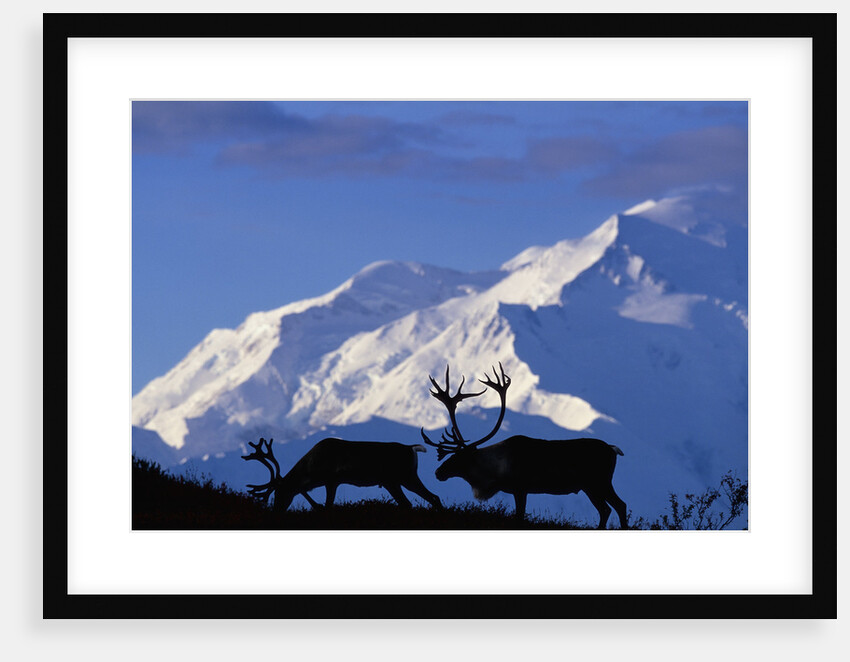 Caribou Grazing Near Wonder Lake Below Mt. McKinley by Anonymous