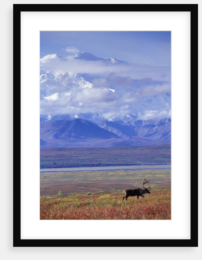 Caribou on Tundra Below Mt. McKinley by Anonymous