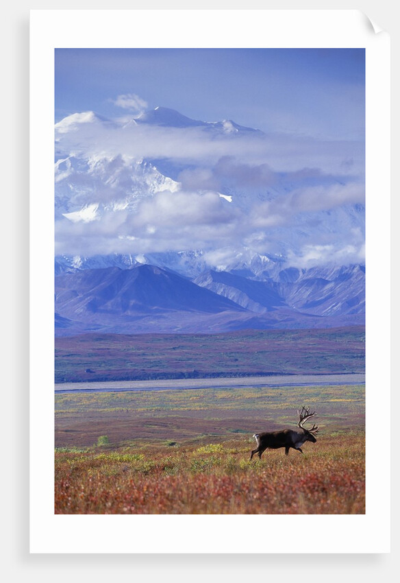 Caribou on Tundra Below Mt. McKinley by Anonymous