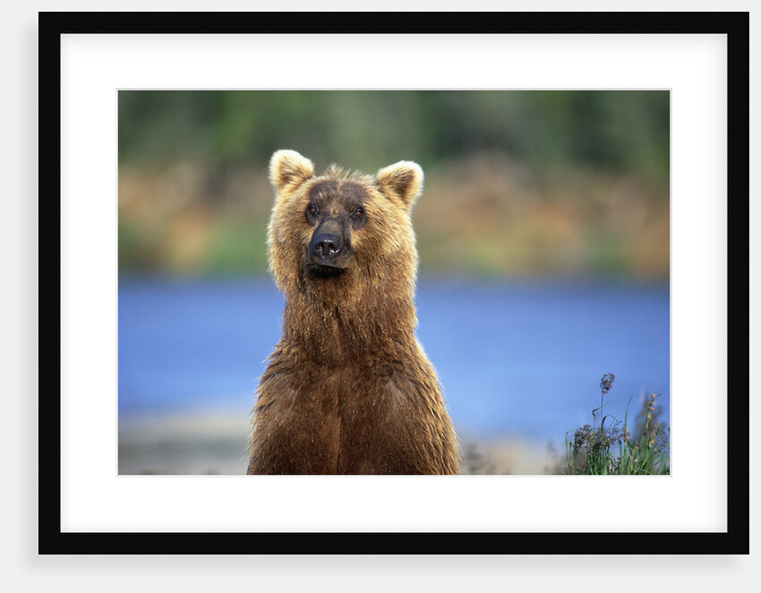 Brown Bear Standing Erect in Katmai National Park by Anonymous
