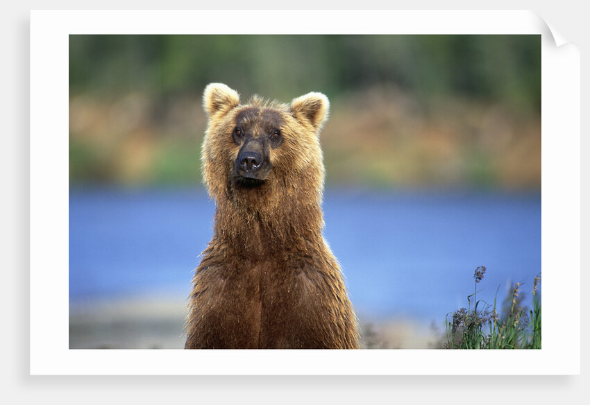 Brown Bear Standing Erect in Katmai National Park by Anonymous