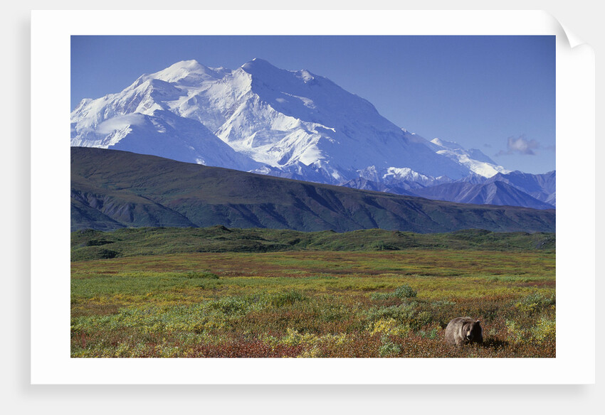 Grizzly Bear Feeding on Tundra Below Mt. McKinley by Anonymous
