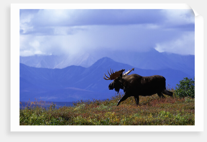 Moose on Tundra Near McKinley River in Alaska by Anonymous